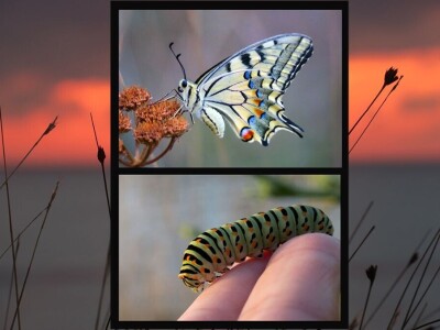 Razvojni ciklusi kukaca Razvojni ciklusi kukaca