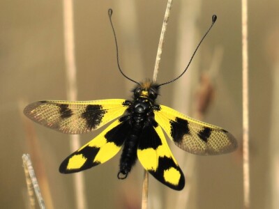 Razvojni ciklusi kukaca Razvojni ciklusi kukaca