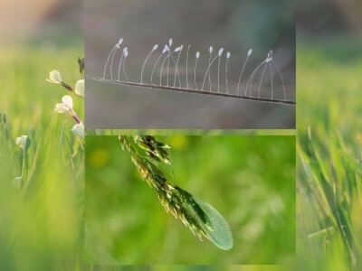 Razvojni ciklusi kukaca Razvojni ciklusi kukaca