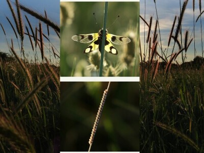 Razvojni ciklusi kukaca Razvojni ciklusi kukaca