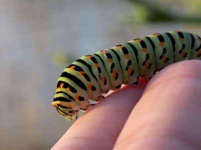 Razvojni ciklusi kukaca Razvojni ciklusi kukaca