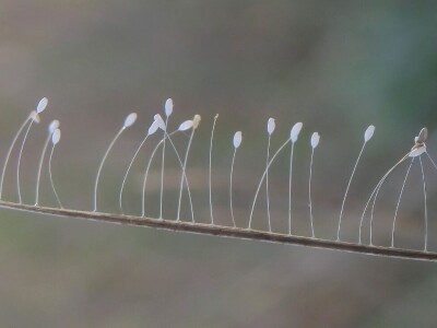 Razvojni ciklusi kukaca Razvojni ciklusi kukaca