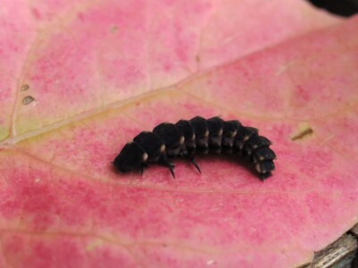 Razvojni ciklusi kukaca Razvojni ciklusi kukaca