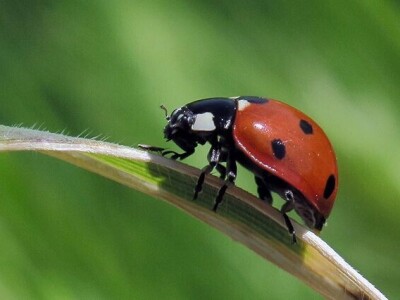 Razvojni ciklusi kukaca Razvojni ciklusi kukaca