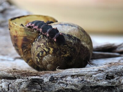 Razvojni ciklusi kukaca Razvojni ciklusi kukaca