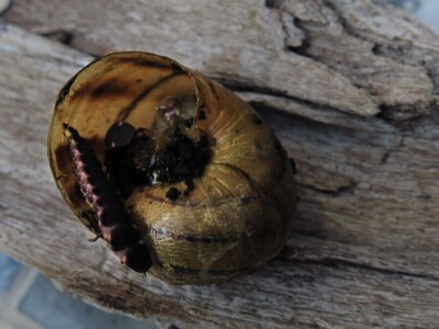 Razvojni ciklusi kukaca Razvojni ciklusi kukaca