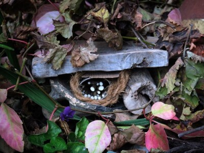 Razvojni ciklusi kukaca Razvojni ciklusi kukaca