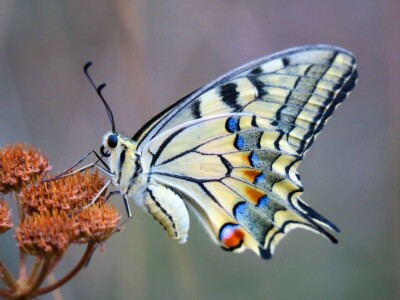 Razvojni ciklusi kukaca Razvojni ciklusi kukaca