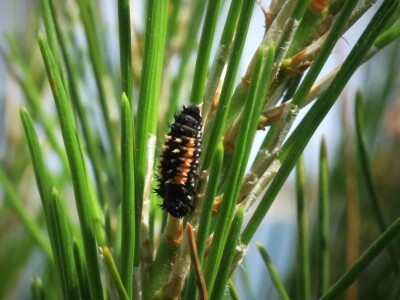 Razvojni ciklusi kukaca Razvojni ciklusi kukaca