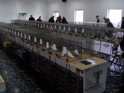 Bosanska džudža čeka međunarodno priznanje; Ekspanzija turskog goluba mardina Bosanska džudža čeka međunarodno priznanje; Ekspanzija turskog goluba mardina