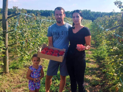 Bočkinac bobice - maline, borovnice