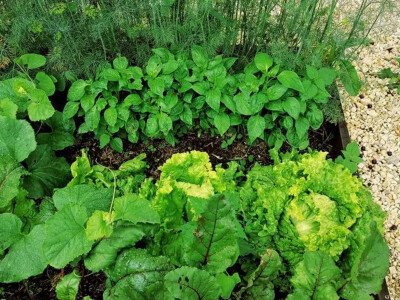 Zdravo povrće iz bašte bez motike