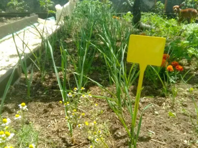 Zdravo povrće iz bašte bez motike