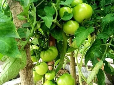 Zdravo povrće iz bašte bez motike