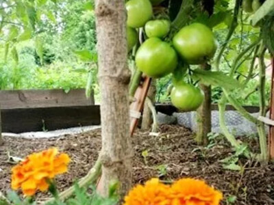 Zdravo povrće iz bašte bez motike