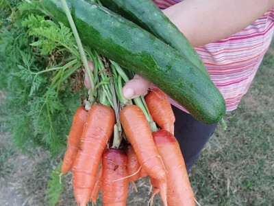 Zdravo povrće iz bašte bez motike