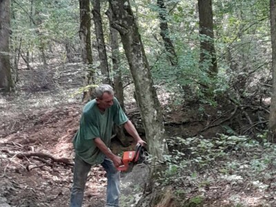 Koje drvo je najkvalitetnije za ogrev?