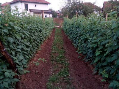 Oživjeli Hadžijin mlin i zasadili dulum malina Oživjeli Hadžijin mlin i zasadili dulum malina