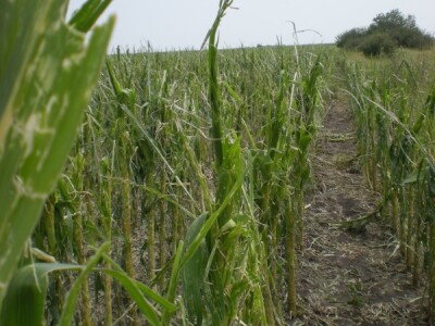 Grad uništio kukuruz u melenačkom i elemirskom ataru