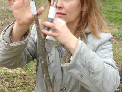 Cijepljenje na rascjep