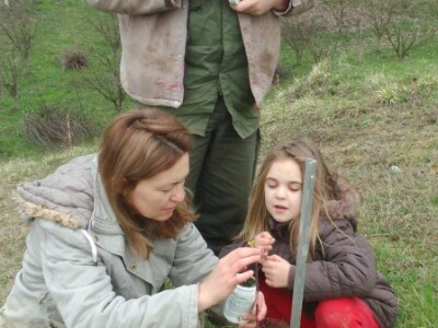 Zlatko označava cijepljene sorte