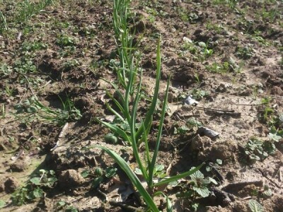 Češnjak dobro napreduje