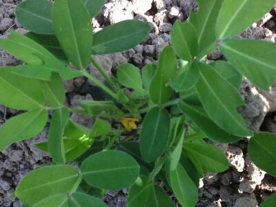 Redžići su uzgajali i kikiriki