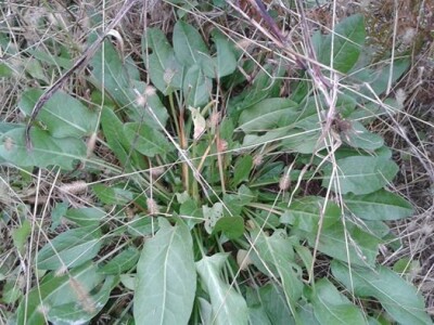 Samonikla jestiva biljka kiselica