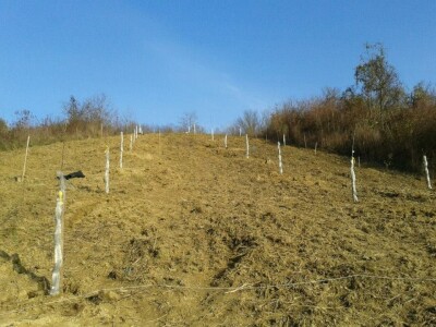 Proljetni ugođaj u mladom nasadu...