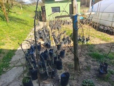 Refik Dolić - poljoprivrednik Velika Kladuša