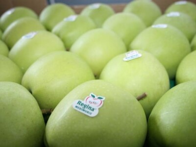 Jabuka Regina Međimurje