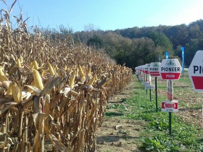 Regionalni dan polja Pioneera