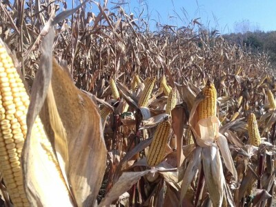 Regionalni dan polja Pioneera