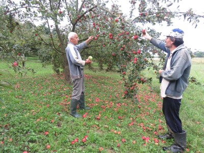 Rekordan urod jabuka