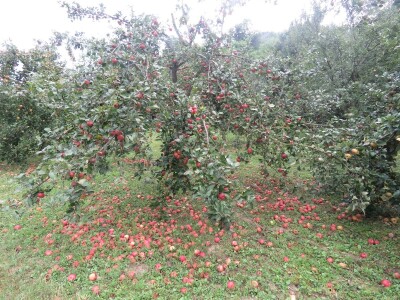 Rekordan urod jabuka