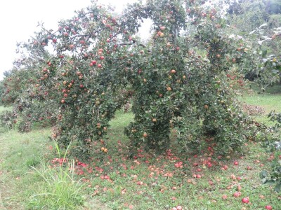 Rekordan urod jabuka