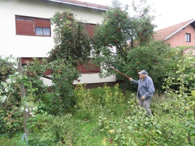 Rekordan urod jabuka