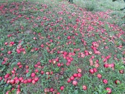 Rekordan urod jabuka