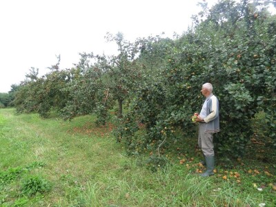 Rekordan urod jabuka