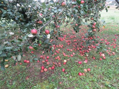 Rekordan urod jabuka