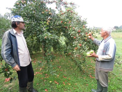 Rekordan urod jabuka