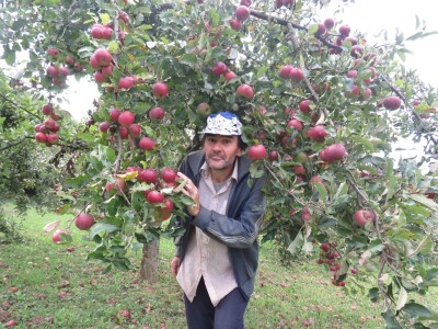 Rekordan urod jabuka