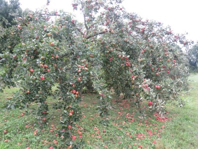 Rekordan urod jabuka