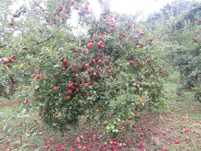 Rekordan urod jabuka