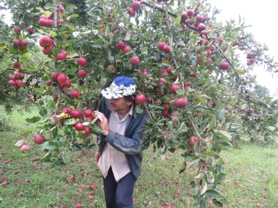 Rekordan urod jabuka