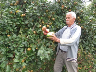 Rekordan urod jabuka