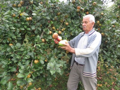 Rekordan urod jabuka