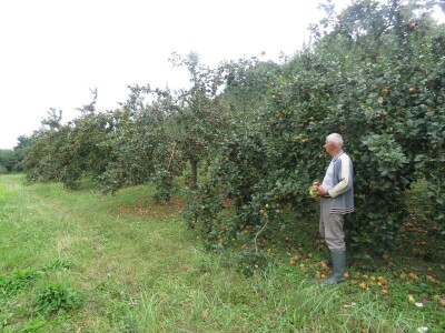 Rekordan urod jabuka