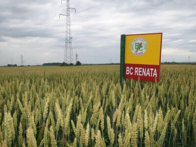 Pšenica BC Renata