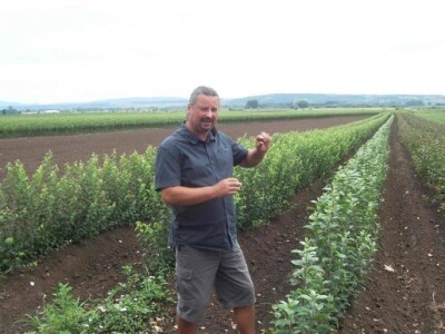 Uzgoj jabuka u Mađarskoj Uzgoj jabuka u Mađarskoj